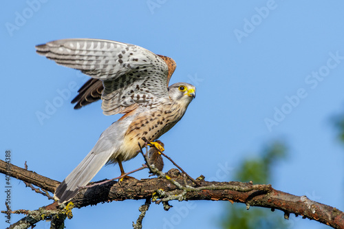 Turmfalke (Falco tinnunculus) Männchen mit Maus © Rolf Müller