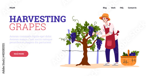 Landing page template with harvesting grapes on agriculture vineyard plantation. Male farmer picking ripe large bunches in basket for wine production. Vector illustration