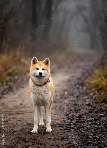 Nice female akita in the fo...