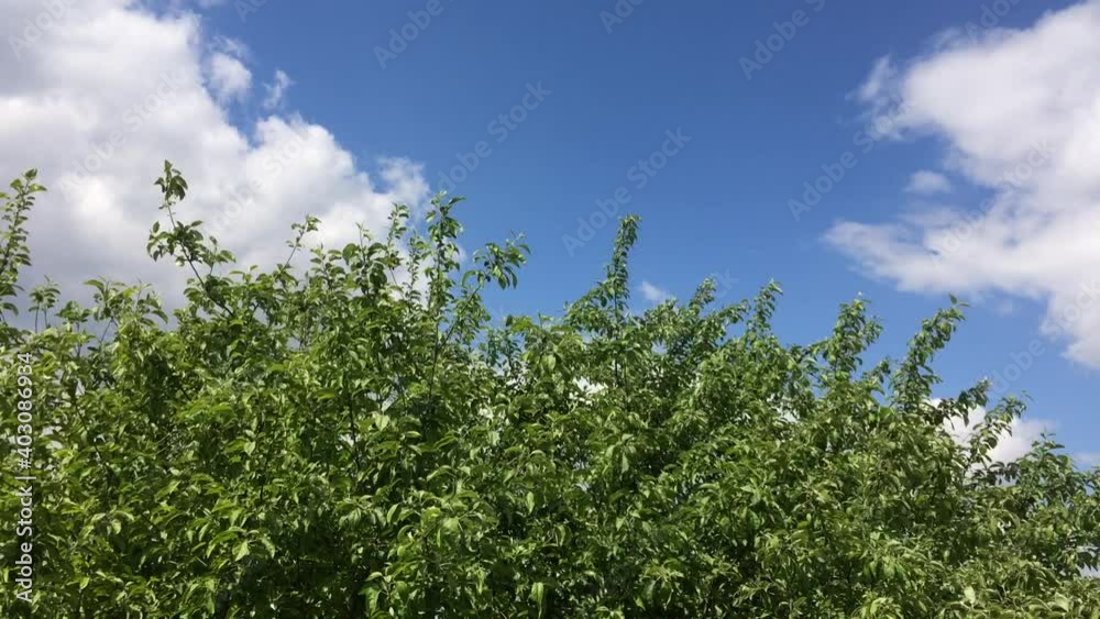 Green trees against the blue sky, green foliage swaying in the wind Green trees against the blue sky, green foliage swaying in the wind