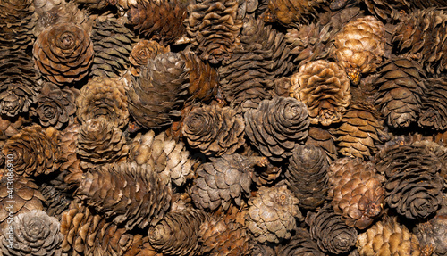 brown larch cones with visible details. background or texture