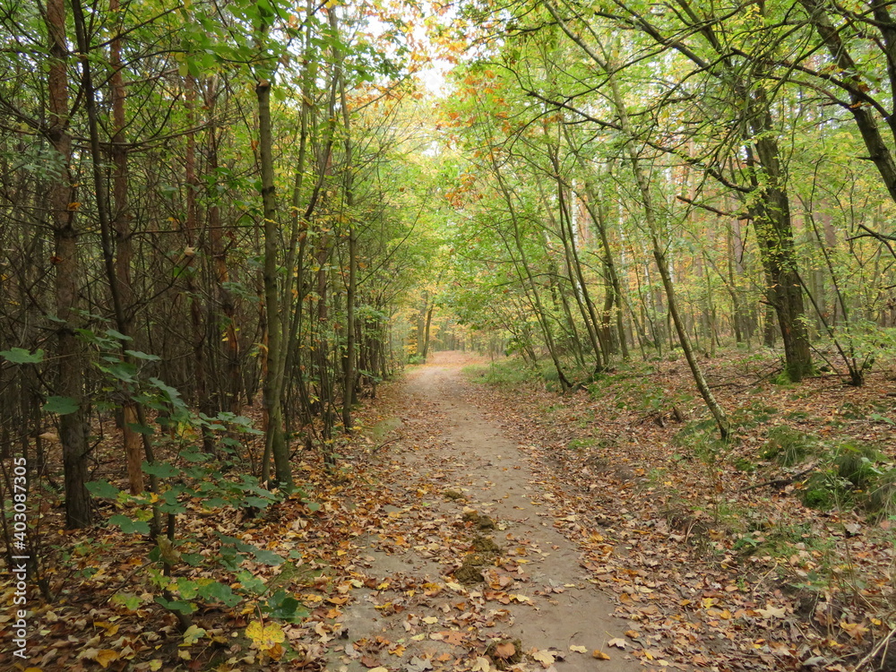 Obraz premium Beautiful forest with many trees and lots of vegetation