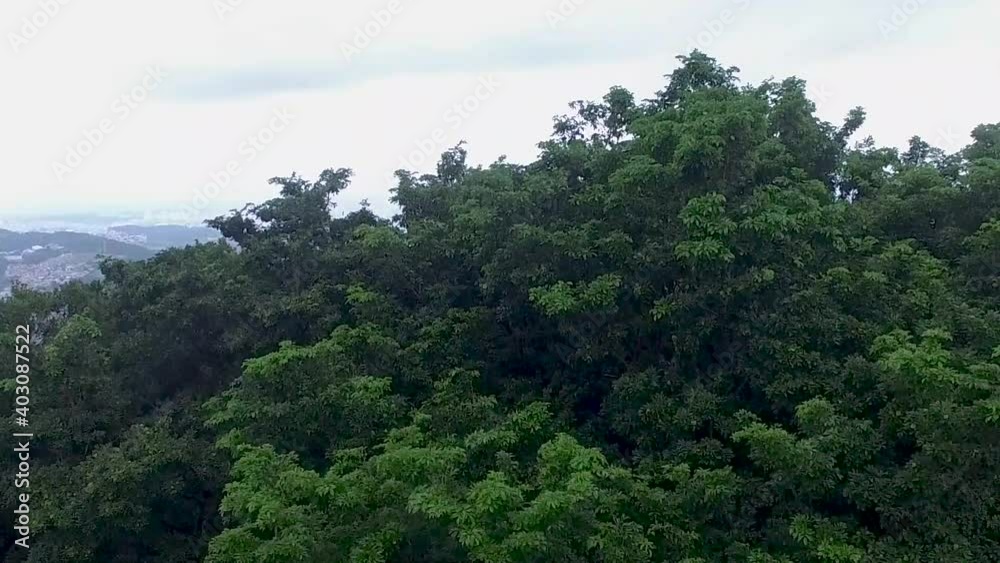 drone sobe entre árvores e visualiza cidade