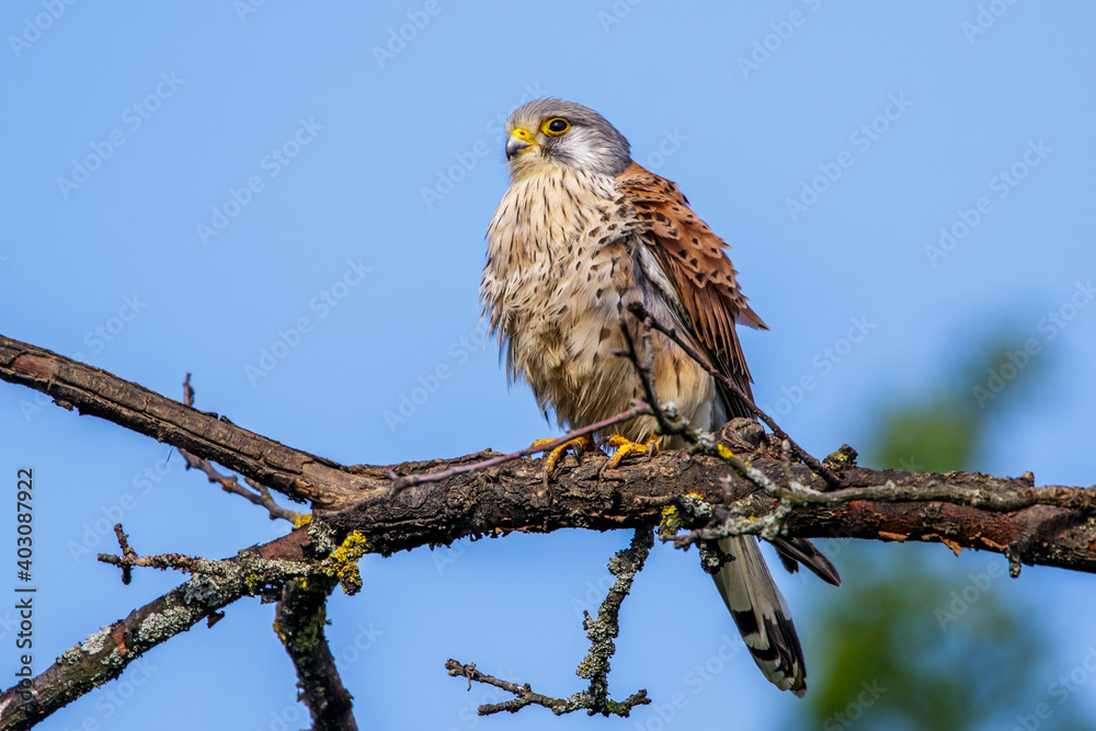 Turmfalke (Falco tinnunculus) Männchen Turmfalke (Falco tinnunculus) Männchen