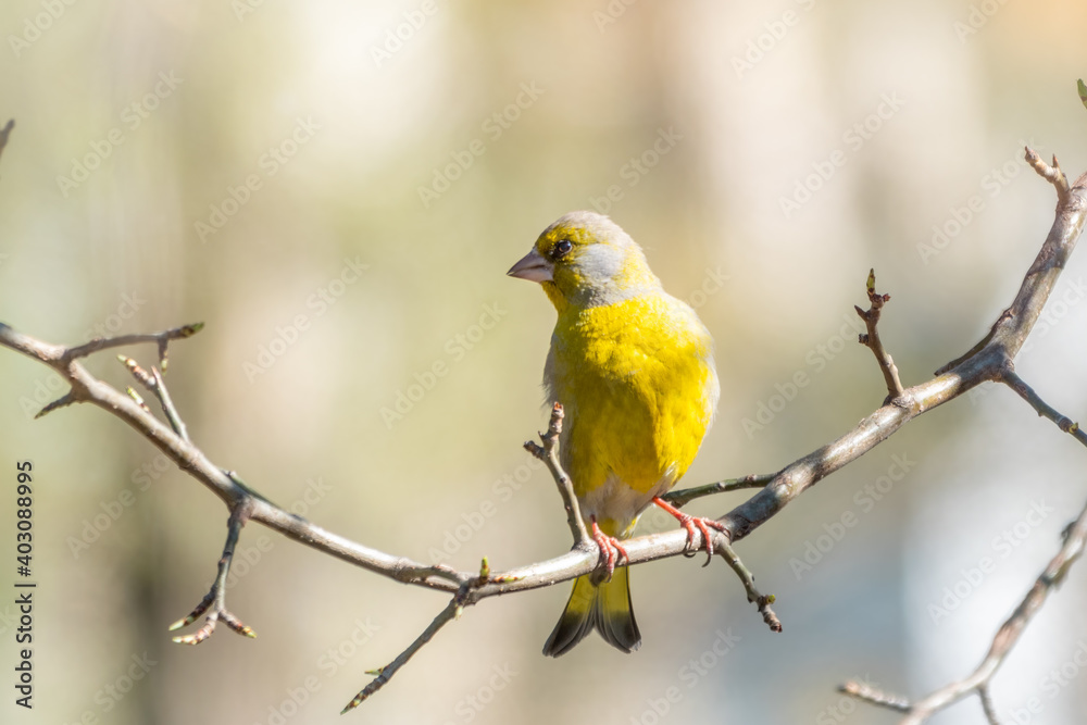 Obraz premium Green and yellow songbird, The European greenfinch sitting on a branch in spring.