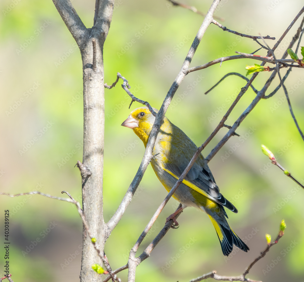 Green and yellow songbird, The European greenfinch sitting on a branch in spring. Green and yellow songbird, The European greenfinch sitting on a branch in spring.