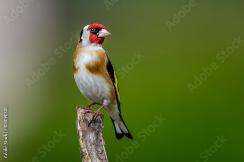 Stieglitz (Carduelis carduelis) photo