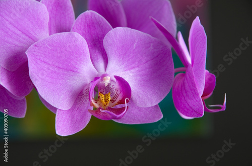 Beautiful Close View of Pink Orchid Flowers with Dark Bakground
