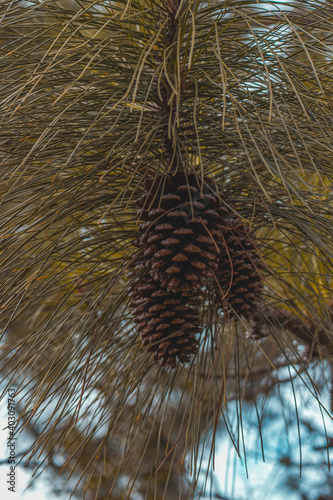 Pine