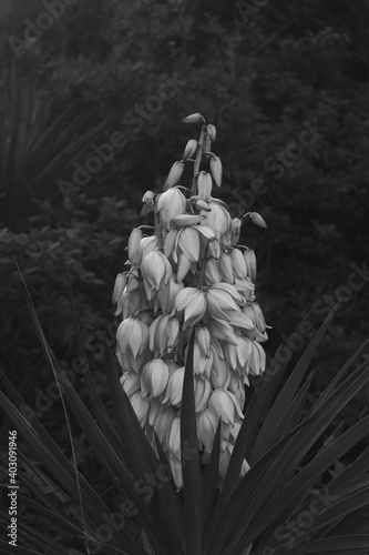 Wild plant  black and white