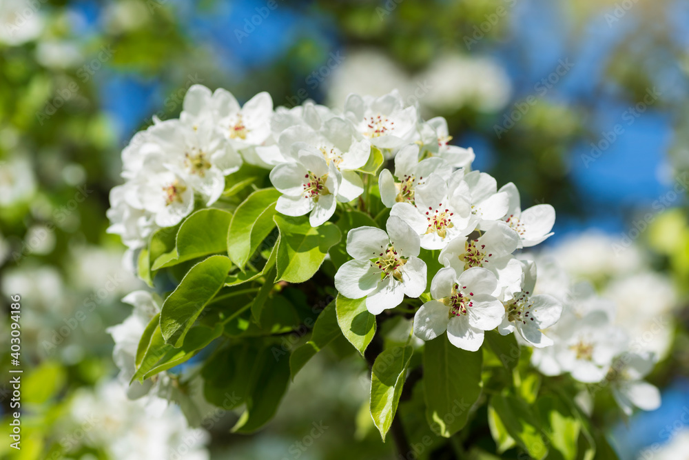 Branches of a blossoming pear tree against the blue sky in spring. Shallow depth of field.