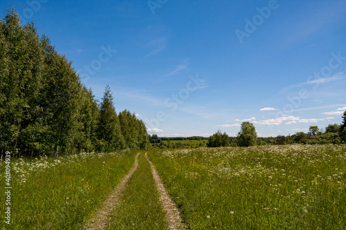 road through a green summer field next to a forest