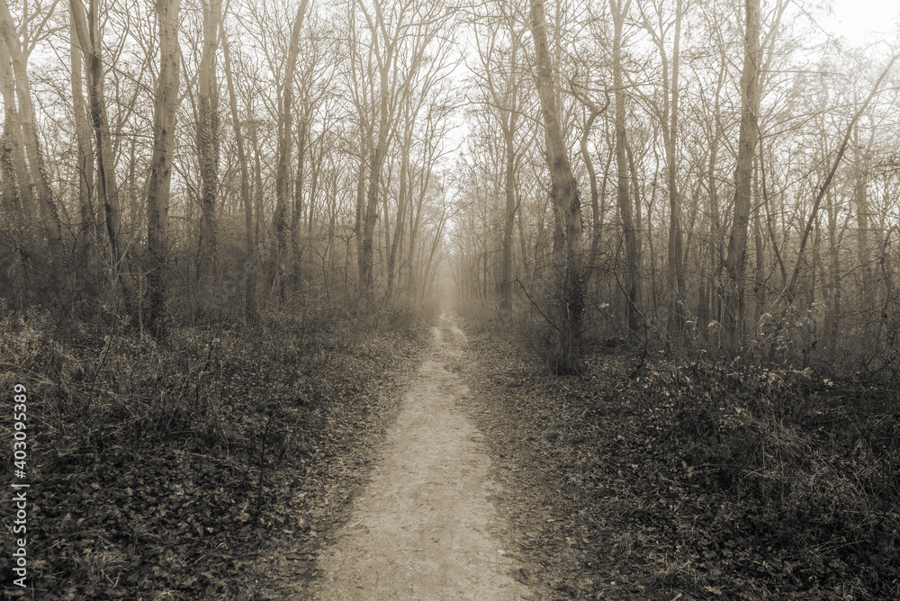 Naklejka premium Misty road in the woods