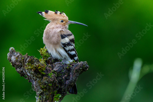 Wiedehopf (Upupa epops) photo