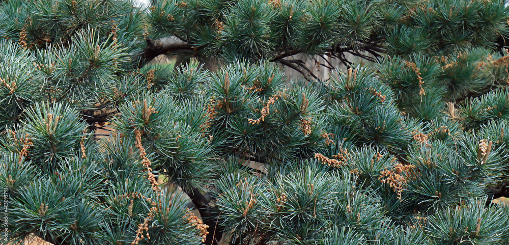Close-up pine branches background stock photo. Green fluffy pine branches
