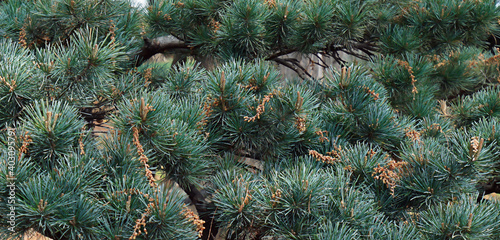 Close-up pine branches background stock photo. Green fluffy pine branches