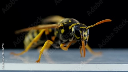 Wasp on a black background wakes up and cleans
