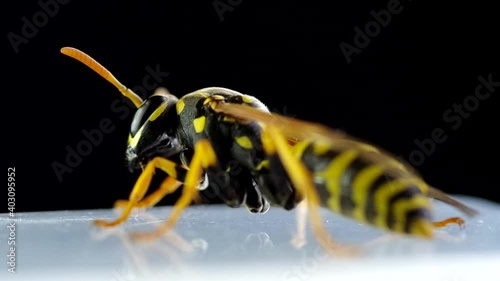 Wasp on a black background wakes up and cleans

