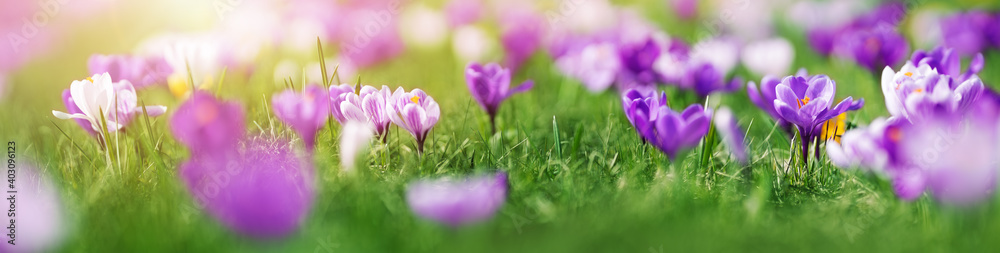 Closeup panoramic view of the spring flowers in the park Closeup panoramic view of the spring flowers in the park