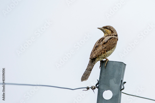 Wendehals (Jynx torquilla) photo