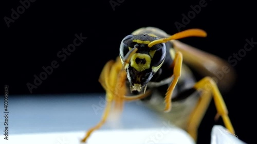 Wasp on a black background wakes up and cleans
