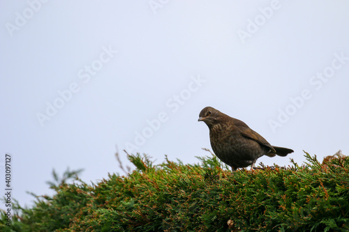 Female blackbird (Turdus merula) perched on green hedge with copy space for text. Common garden bird in Ireland with brown feathers. Sky background