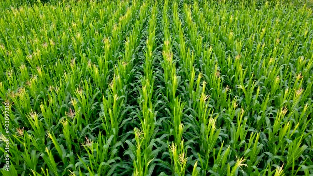 Aerial view of a cornfield in Thailand, Fresh organic cornfield, a green cornfield in the agricultural garden, light shines sunset. Aerial view of a cornfield in Thailand, Fresh organic cornfield, a green cornfield in the agricultural garden, light shines sunset.