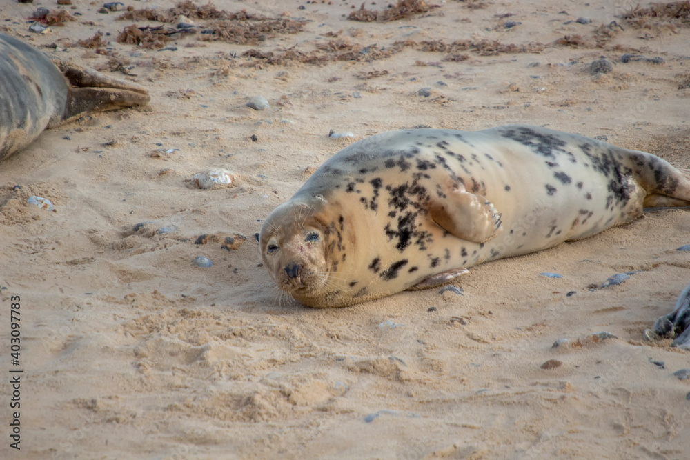 Grey Seals (Halichoerus grypus) on a beach in Norfolk, UK Grey Seals (Halichoerus grypus) on a beach in Norfolk, UK