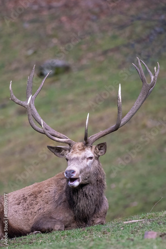 Red deer stag Cervus elaphus lying down resting on meadow