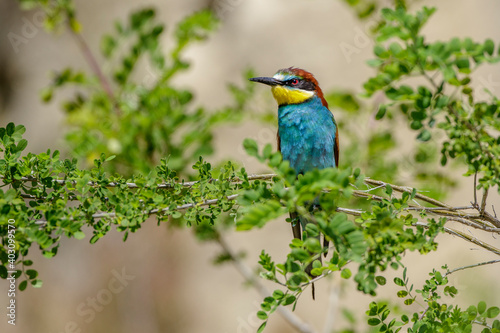 Bienenfresser (Merops apiaster) photo