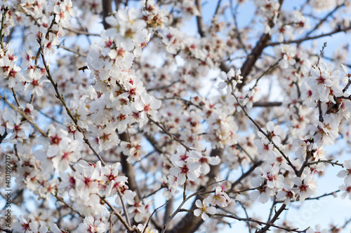 Flores de árbol de cerezo en fondo difuminado