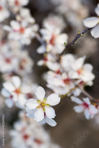 Primer plano de una flor de cerezo con fondo del árbol difuminado