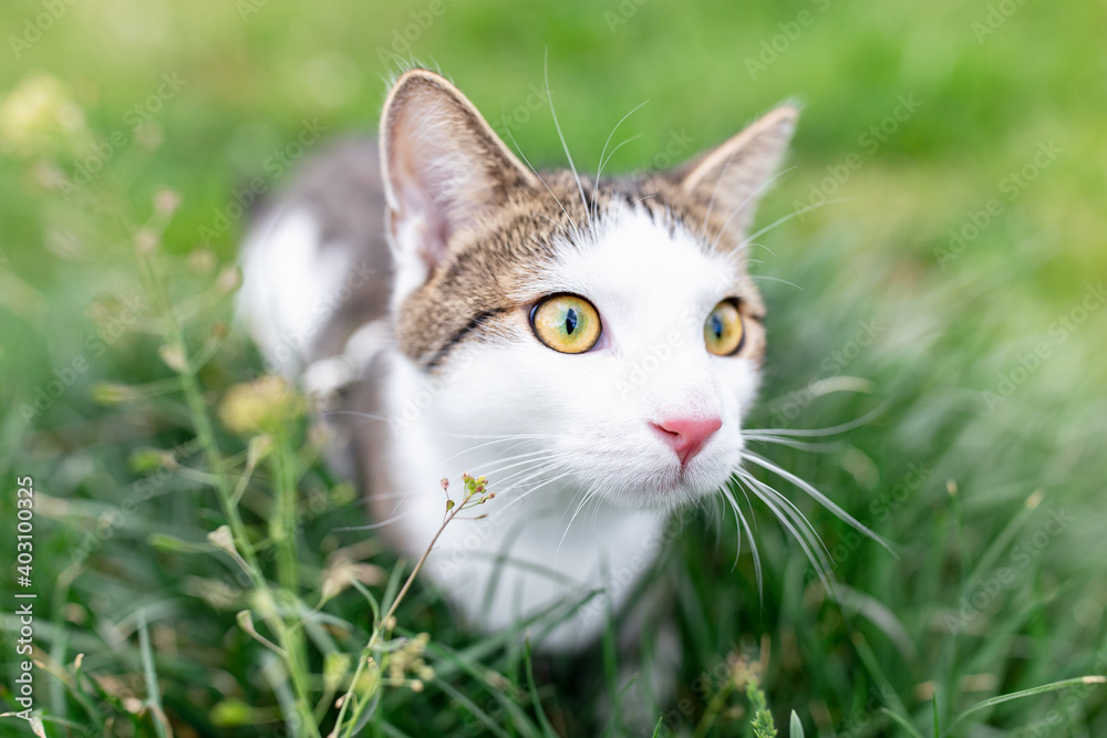 Portrait of cute young male domestic tabby cat walking outdoor in park on lawn in green grass, springtime. Pets health and safety concept, close up, copy space