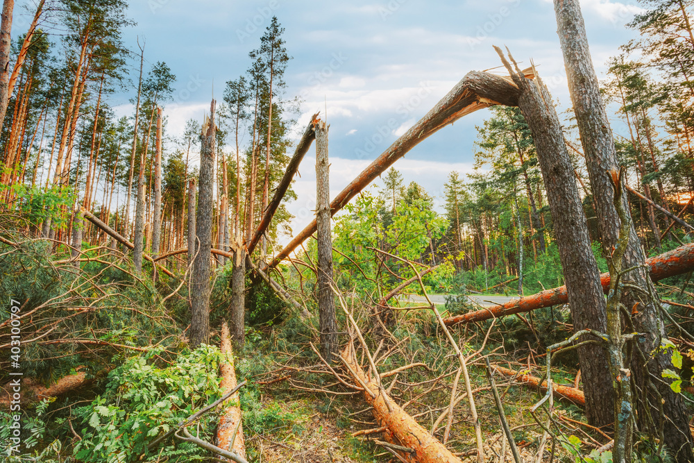Windfall In Forest. Storm Damage. Windfall In Forest. Storm Damage.