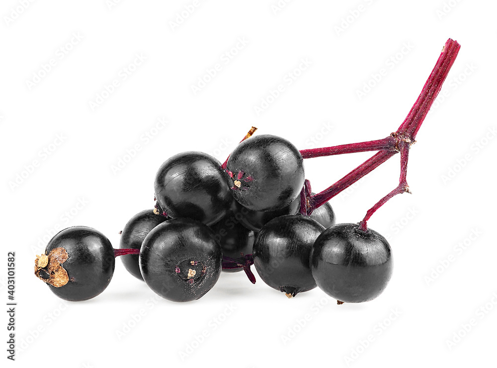 Forest wild berry of elder. Brach of sambucus isolated on a white background. Elderberry or elder. Forest wild berry of elder. Brach of sambucus isolated on a white background. Elderberry or elder.