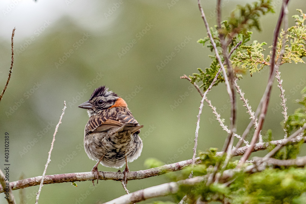 Fototapeta premium sparrow on a branch