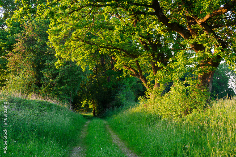 Fototapeta premium Pfad durchs Grüne (3)