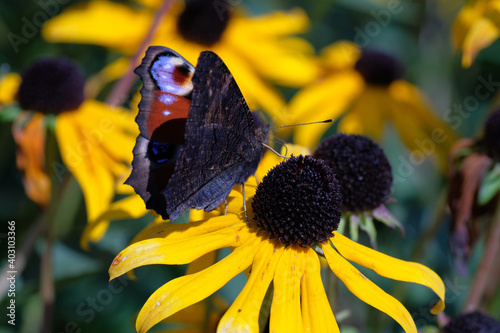 Peacock butterfly on a yellow Rudbeckia fulgida (the orange coneflower or perennial coneflower) flower. Spring garden on a sunny day. Natural background. Brown insect. Horticulture. Wild animals.