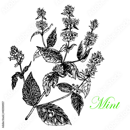 Mint. Plant mint. Stem with leaves and flowers. Black and white sketch. Hand drawn .Botanical sketch.