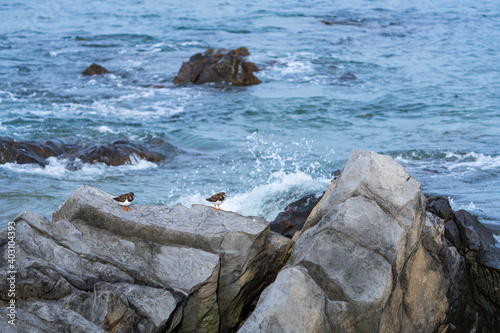 RUDDY TURNSTONE - VUELVEPIEDRAS Arenaria interpres