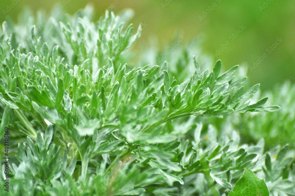 Bitter wormwood (Artemisia absinthium) bush grows in nature Bitter wormwood (Artemisia absinthium) bush grows in nature