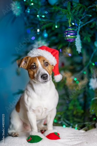 jack russell terrier in a santa claus hat sits under a christmas tree, vertical, © Nataliia Makarovska