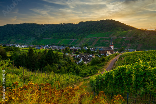 Vineyards on the Moselle, Vineyards on the Moselle, municipality of Bruttig-Fankel, Germany.