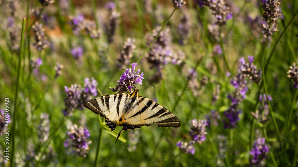 Motyl i lavenda Motyl i lavenda