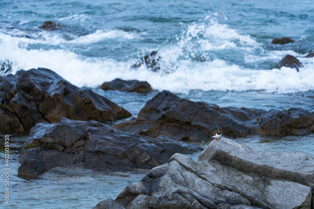 RUDDY TURNSTONE - VUELVEPIEDRAS Arenaria interpres RUDDY TURNSTONE - VUELVEPIEDRAS Arenaria interpres