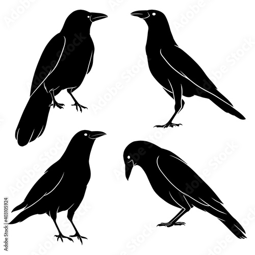 hand drawn silhouette of crow
