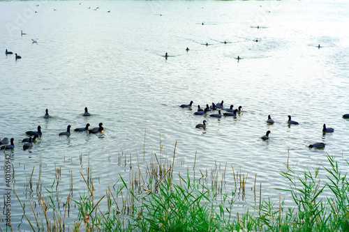 Beautiful Duck Swimming The duck family swims in the lake.