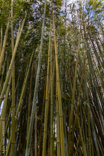 bamboo forest in spring