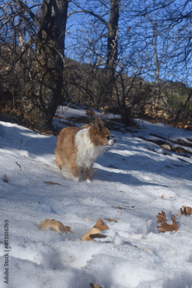 Naklejka premium winter chihuahua