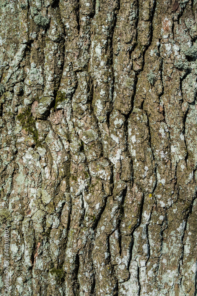 Oak tree bark detail texture or background Oak tree bark detail texture or background